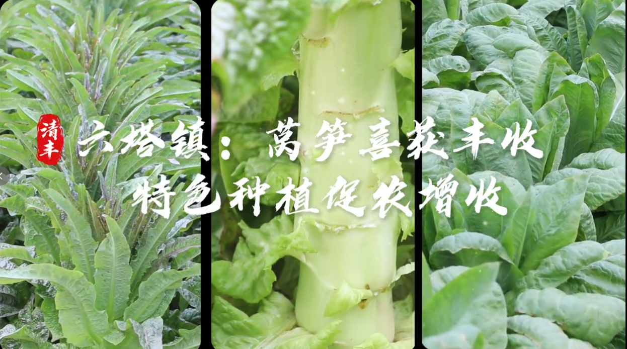 莴笋喜获丰收