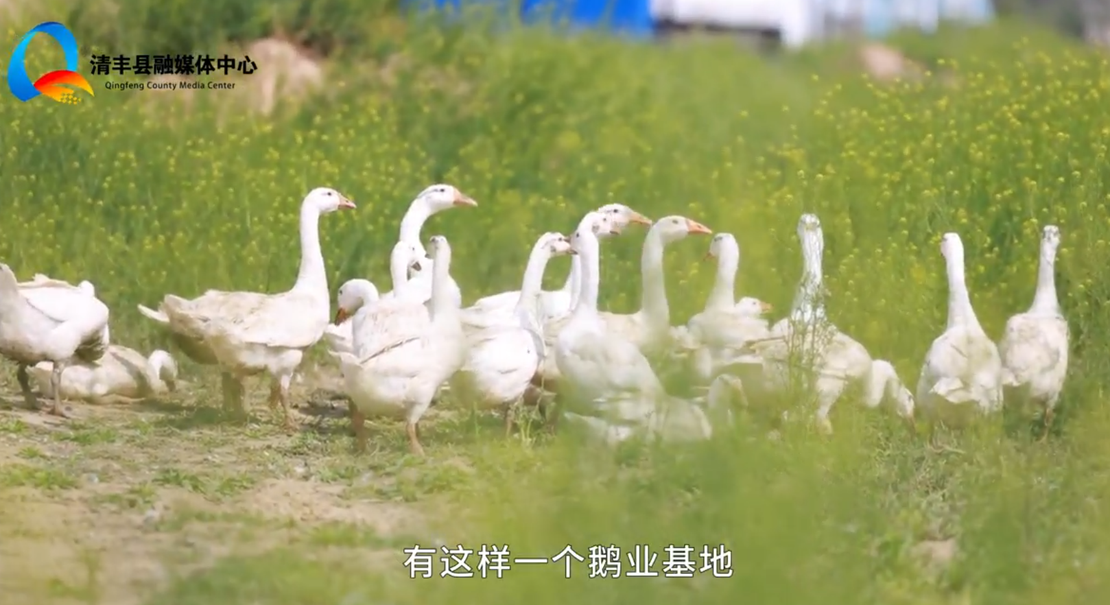 清丰龙濮众赢鹅基地，趟出乡村振兴路